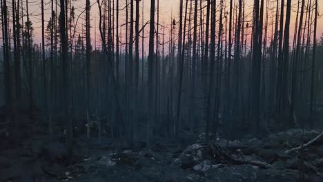Vergangene-Nachwirkungen-Des-Waldbrandes-Kirkland-Lake-KLK005-Mit-Rosafarbenem-Sonnenuntergangshimmel,-Der-Durch-Bäume-Hindurch-Zu-Sehen-Ist