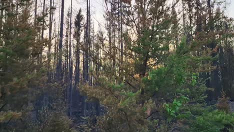 POV-Driving-Past-Aftermath-Of-Kirkland-Lake-KLK005-Forest-Fire-With-Sun-Seen-Through-Trees