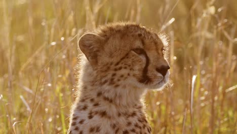 African-Wildlife,-Young-Cheetah-Cub-Close-Up-Portrait,-Cute-Baby-Animals-in-Africa-in-Beautiful-Golden-Sun-Light-in-Long-Savannah-Grass-in-Masai-Mara,-Kenya-in-Orange-Sunset-Sunlight