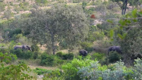 Eine-Gruppe-Von-Elefanten,-Die-Im-Hintergrund-Zwischen-Grasland-Und-Bäumen-Im-Krüger-Nationalpark-Grasen