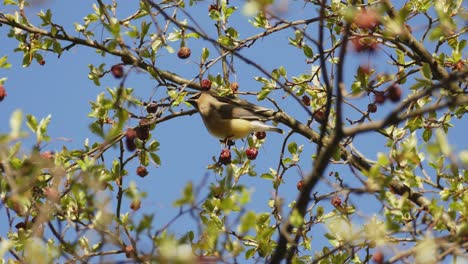 yellow-cedar-waxwing-standing-atop-a-tree-branch-while-picking-some-fruits-from-the-tree-then-taking-off