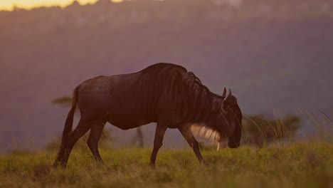 Slow-Motion-of-Wildebeest-Close-Up-Walking-in-Grass-in-Africa-Savannah-Plains-Landscape-Scenery,-African-Masai-Mara-Safari-Wildlife-Animals-in-Savanna-in-Beautiful-Golden-Hour-Sunset-Light