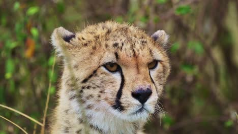 Slow-Motion-Shot-of-Close-up-of-Cheetah-head-surveying-the-lanscape-searching-for-prey,-detail-of-fur-and-spotted-markings,-African-Wildlife-in-Maasai-Mara-National-Reserve