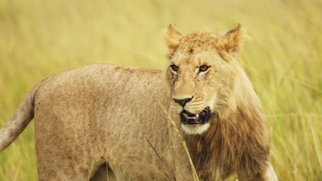 Slow-Motion-Shot-of-Close-up-portrait-of-amazing-young-male-lion-with-mouth-open,-African-Wildlife-in-Maasai-Mara-National-Reserve,-Kenya,-Africa-Safari-Animals-in-Masai-Mara-North-Conservancy