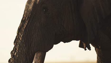 Cámara-Lenta-De-Elefante-Africano-Retrato-De-Cerca-De-Grandes-Colmillos-Tronco-Y-Cara,-Animal-Salvaje-Africano-En-Masai-Mara,-Kenia,-Concepto-De-Comercio-De-Marfil,-Gran-Toro-Macho-En-La-Reserva-Nacional-De-Masai-Mara