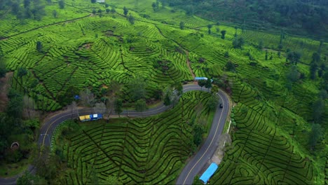 Tea-Plantation-Landscape-Near-Ciwidey-Bandung,-West-Java,-Indonesia---aerial-drone-shot