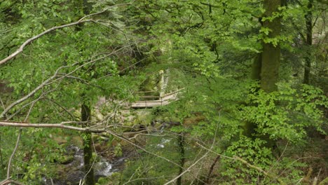 Wooden-walkway-bridge-over-meandering-streams-in-black-forest,Germany
