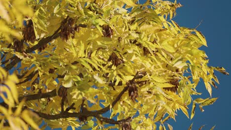 Bright-yellow-leaves-against-the-cloudless-blue-sky