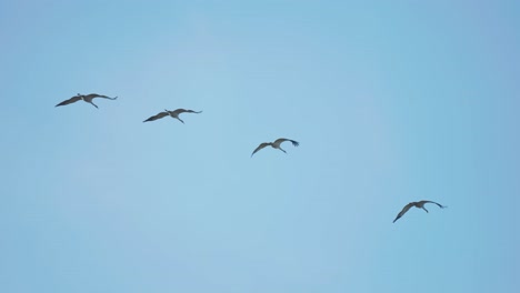 small-flock-of-storks-flying-on-blue-skies-background