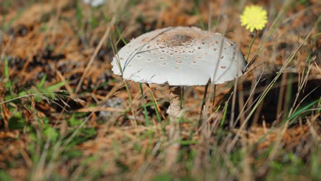 Greyish-death-cap-mushrooms-grow-in-the-field
