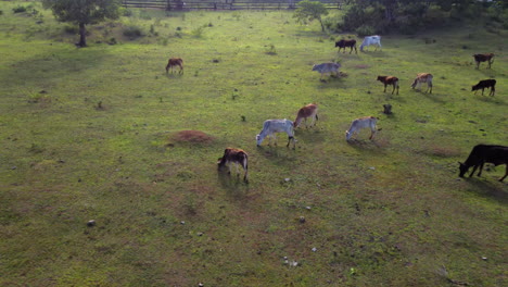 Filmische,-Nach-Unten-Geneigte-Luftaufnahmen-Einer-Rinderherde,-Die-Gras-Auf-Einem-Bauernhof-Frisst,-Drohne
