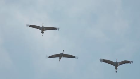 A-stunning-display-of-unity-and-grace-as-a-small-flock-of-storks-navigates-the-skies
