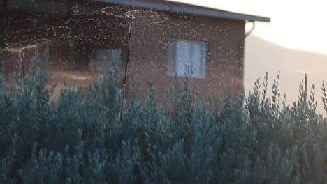 Die-Bewässerten-Olivenbäume-Vorne,-Das-Haus-Im-Hintergrund