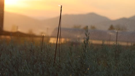 Sonnenuntergang-Im-Hintergrund,-Die-Bewässerten-Olivenbäume-Vorne
