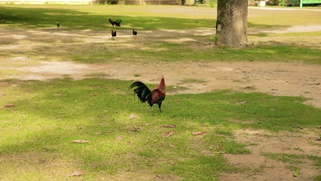 Cockerel-and-Chickens-Walk-Around-the-Grass-Grounds-of-a-Temple-in-Thailand