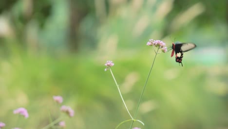 Wunderschöner-Schwarz-weißer-Schmetterling-In-Einem-Garten,-Der-Sich-Von-Einer-Violetten-Blume-Für-Nektar-Ernährt