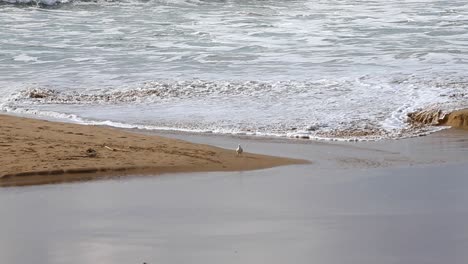 Ein-Vogel,-Der-Am-Weißen-Sandstrand-Fliegt,-Mit-Plätschernden-Wellen-Im-Hintergrund