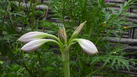 meadow-crinum-white-flower---green-