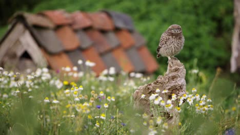 Small-Tawny-Owl-Perched-on-Tree-Stump-In-Front-of-Old-Barn,-In-Flower-Meadow,-Flies-Away