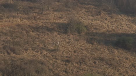 Drohnen-Luftaufnahmen-Eines-Einsamen-Springbock-Antilopenbocks-In-Freier-Wildbahn-An-Einem-Kalten-Wintermorgen