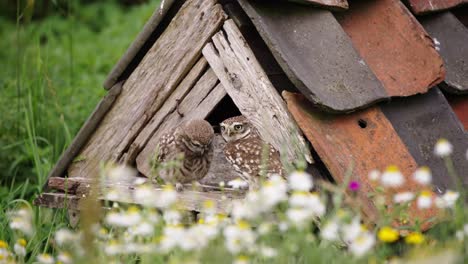 Tawny-Owl-Landing-on-Owl-House,-Feeding-Her-Young,-Flying-away-Toward-Camera,-Landing-on-Tree-Stump,-Close-Up,-Slow-Motion