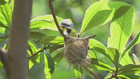 Eurasian-golden-oriole-male-Bird-Feeding-chicks-in-nest