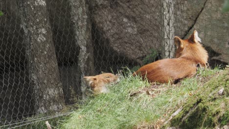 Shot-of-two-maned-wolves-in-captivity,-resting-along-the-fence-of-a-zoo-on-a-windy-day