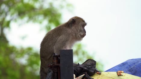 Wild-and-hungry-crab-eating-macaque,-long-tailed-macaque-standing-on-the-dumpster-truck,-rummage-through-the-mountain-of-rubbish-with-its-prehensile-hands,-searching-for-food