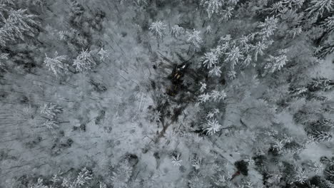 Forest-machine-cutting-down-trees-in-winter-cold-woods,-top-down-aerial,-siberia