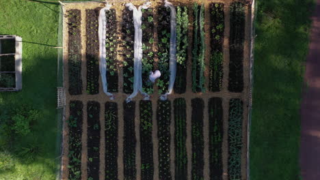 Top-down-aerial-descent-over-lady-watering-her-healthy-vegetable-patch