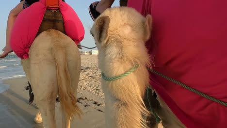 Riding-dromedary-camel-along-sea-shore-and-sandy-beach-in-Tunisia