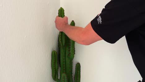 Crazy-man-grasps-cactus-full-of-thorns-with-hand-and-hold-very-tight