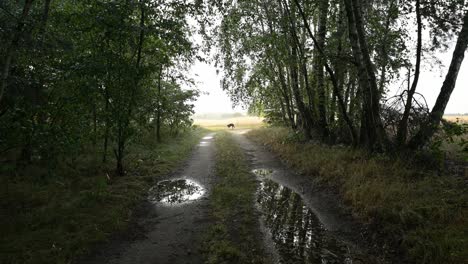 Rainy-scenery-along-the-forest-road