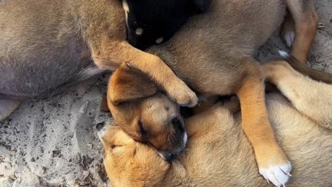 Close-up-view-of-cute-adorable-beautiful-little-dogs-sleeping-together