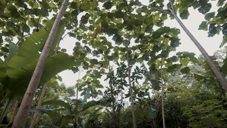 Tropische-Pflanzen-Im-Amazonaswald-In-Ecuador,-Südamerika