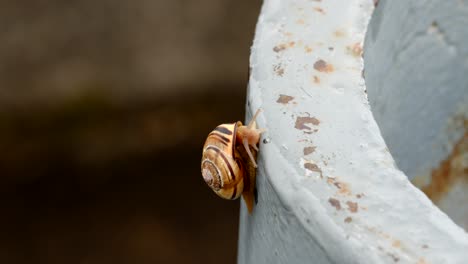 Snail-on-disused-military-sea-defences-at-Pendennis-head