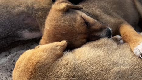 Portrait-view-of-cute-adorable-little-dogs-sleeping-together