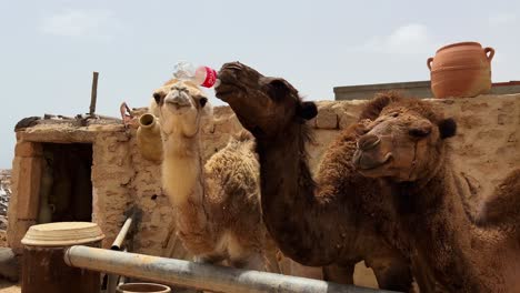 Dromedary-camels-drink-on-hot-summer-day-from-plastic-bottle-of-coke-in-Tunisia