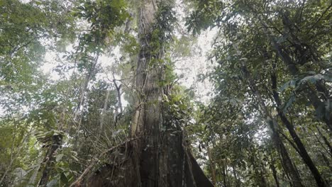 Un-Gran-árbol-Viejo-Cubierto-De-Vides-En-Una-Selva-Tropical-En-Ecuador,-Sudamérica