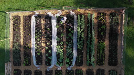 Person-watering-fenced-off-vegetable-patch-with-raised-beds