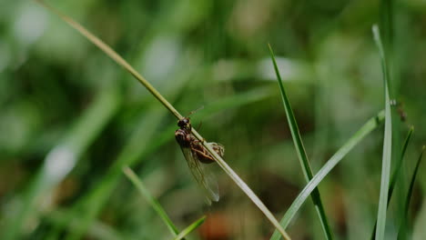 Male-flying-ant-struggling-to-climb-up-some-grass