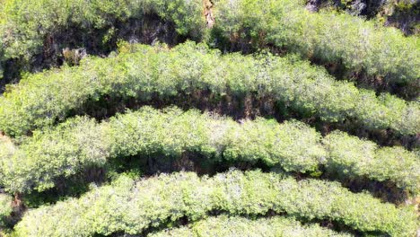 Luftaufnahme-über-Zerklüftete-Landschaft,-Grüne-Bäume,-Trockenes-Land,-Portugal,-4k