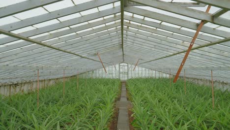 Azores:-Push-In-Shot-of-Pineapple-Plantation-Greenhouse-in-Fajã-de-Baixo