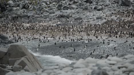 Wunderschöne-Lage-An-Einem-Abgelegenen-Strand-Mit-Einer-Pinguinkolonie-Am-Strand