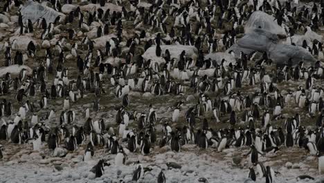 Rare-big-group-of-penguins-on-beach,-summer-in-Antarctica