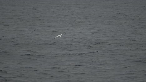 Rare-wandering-albatross-follows-boat-and-looks-for-food