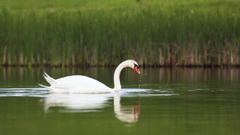 Pair-of-two-white-mute-swans-eat-on-a-calm-lake-with-green-blurred-background,-low-angle