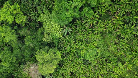 Luftaufnahme-Von-Oben-Nach-Unten-Auf-Den-Idyllischen,-üppigen-Dschungel-Mit-Palmen-Und-Abaca-Plantagen-In-Baras,-Catanduanes