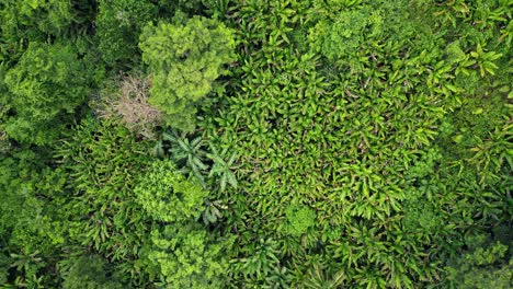 Filmische-Luftaufnahme-Von-Oben-Auf-Die-Philippinische-Abaca-Plantage-Und-Bananenstauden-Im-üppigen-Tropischen-Dschungel-Von-Baras-Und-Catanduanes