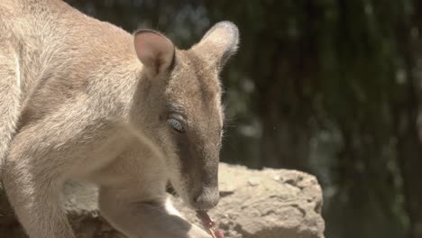 Süßes-Wallaby-Spielt-Mit-Blättern-Und-Frisst-Sie-Als-Nahrung